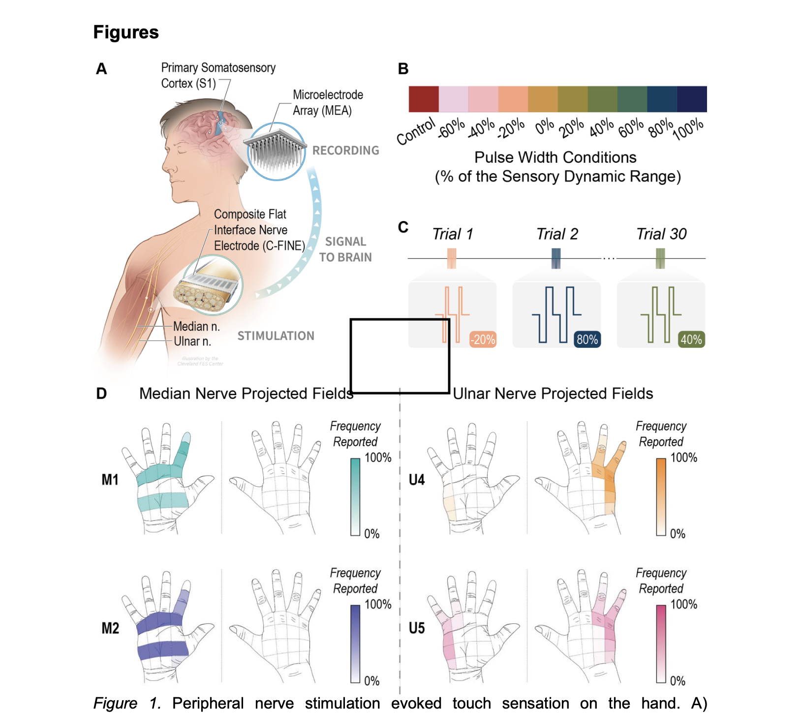 Cortical representation of sensation figure